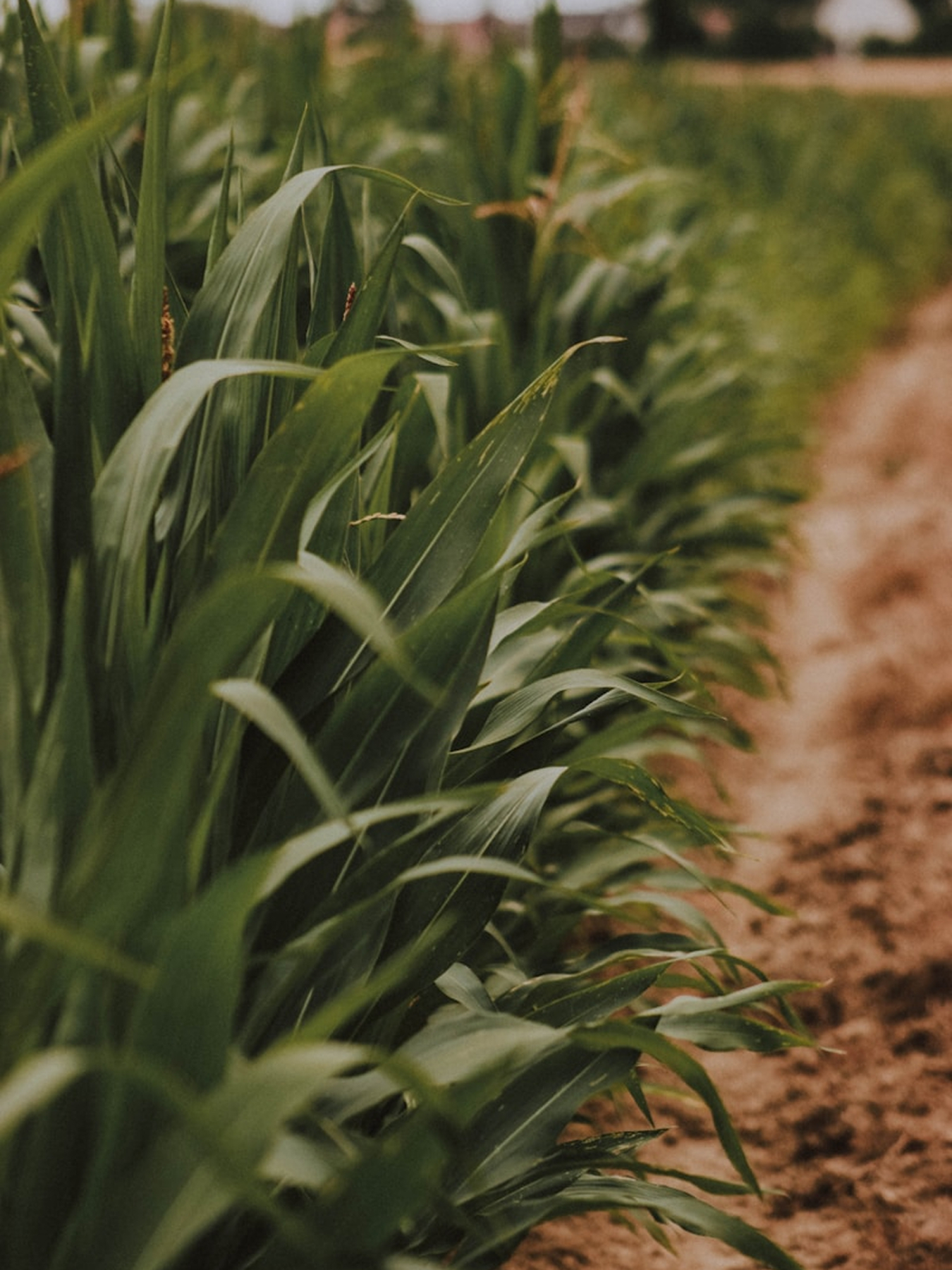 농업·스마트팜